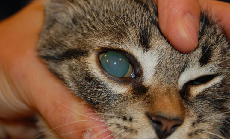 У кота мутный глаз: почему он помутнел, что нужно делать, как помочь
