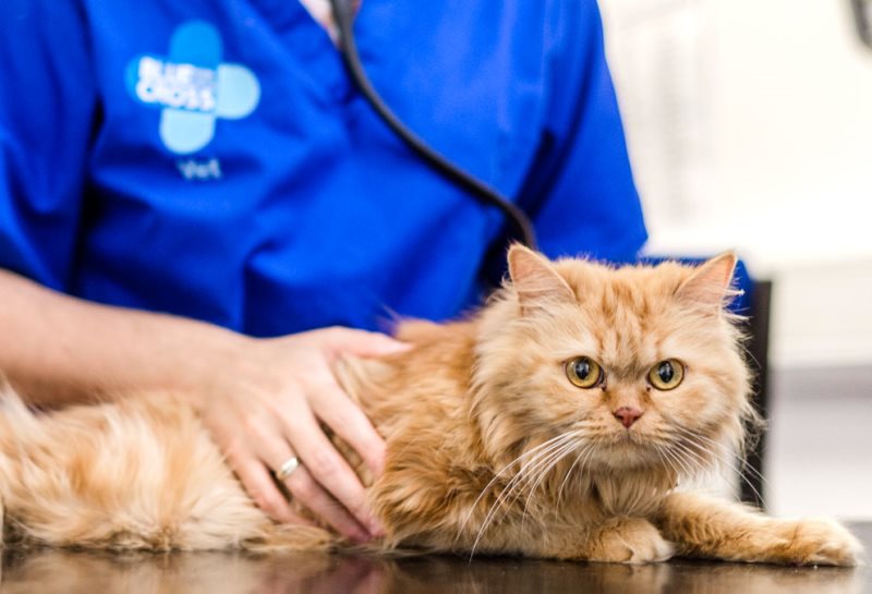 Перед стерилизацией кошки не кормить. Артериальная кошка. Кошка медсестра. Кошка в мед костюме. Кошка управляет.