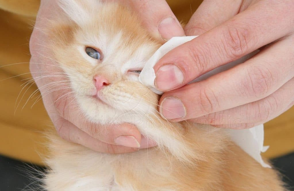 Диагностика гноения глаз у кошек