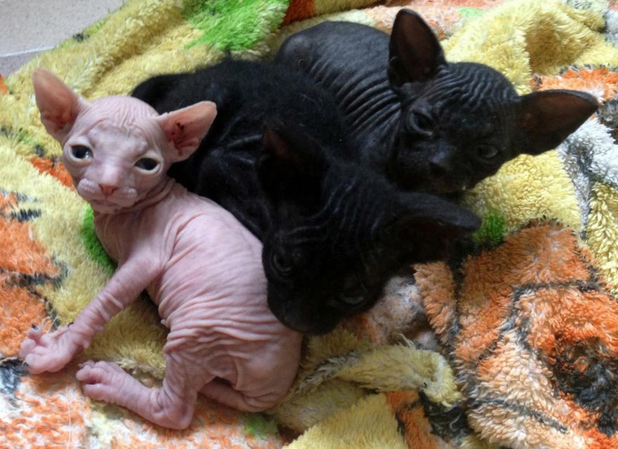 Кошки рождаются с шерстью. Котята канадского сфинкса браш. Новорождённые котята канадского сфинкса. Новорожденные котята Донского сфинкса. Новорожденные котята канадского сфинкса.