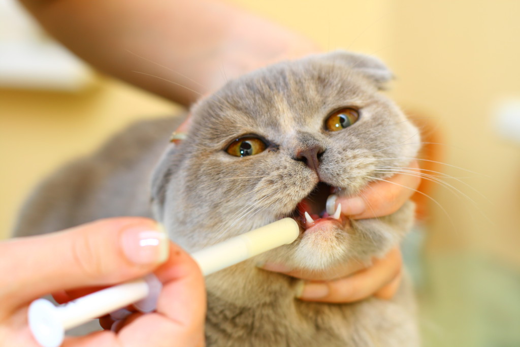 Влияние нарастающей слюноотделения на организм кошек