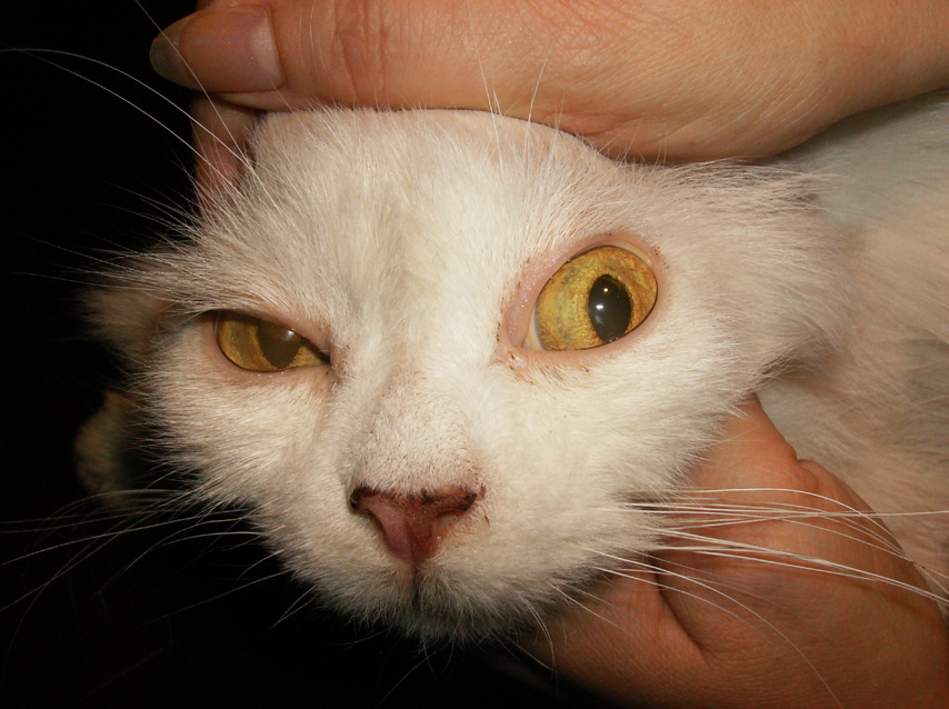 Печень симптомы котам. Кальцивироз конъюнктивит. Желтушный лептоспироз. Кальцивироз (эозинофильная гранулема).