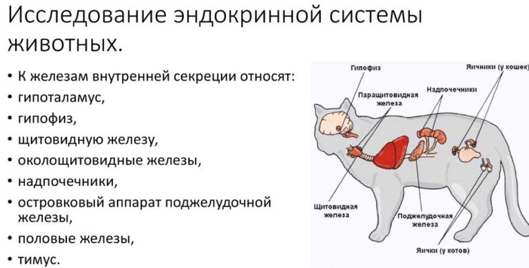 Строение кошки внутренние органы фото с надписями